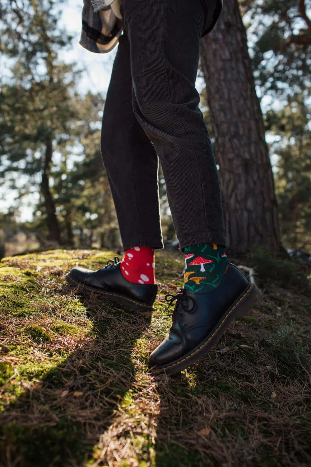 Many Mornings Meet the Shrooms im Bild